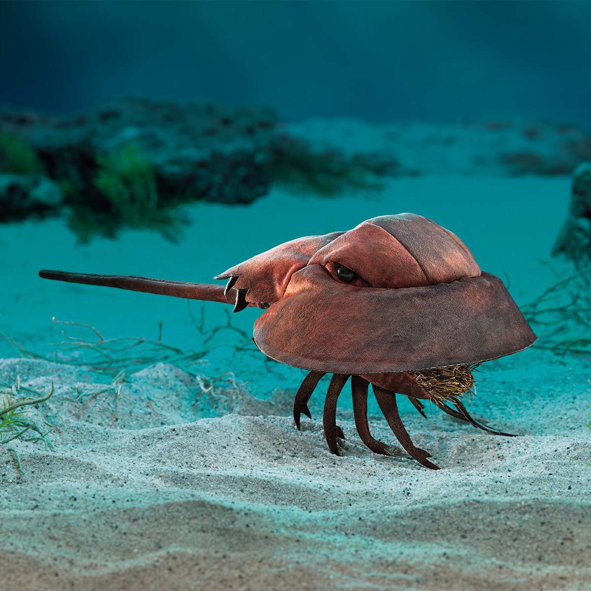 Folkmanis hand puppet horseshoe crab in reddish-brown with a domed shell, spiked tail and legs, side view against a seabed backdrop
