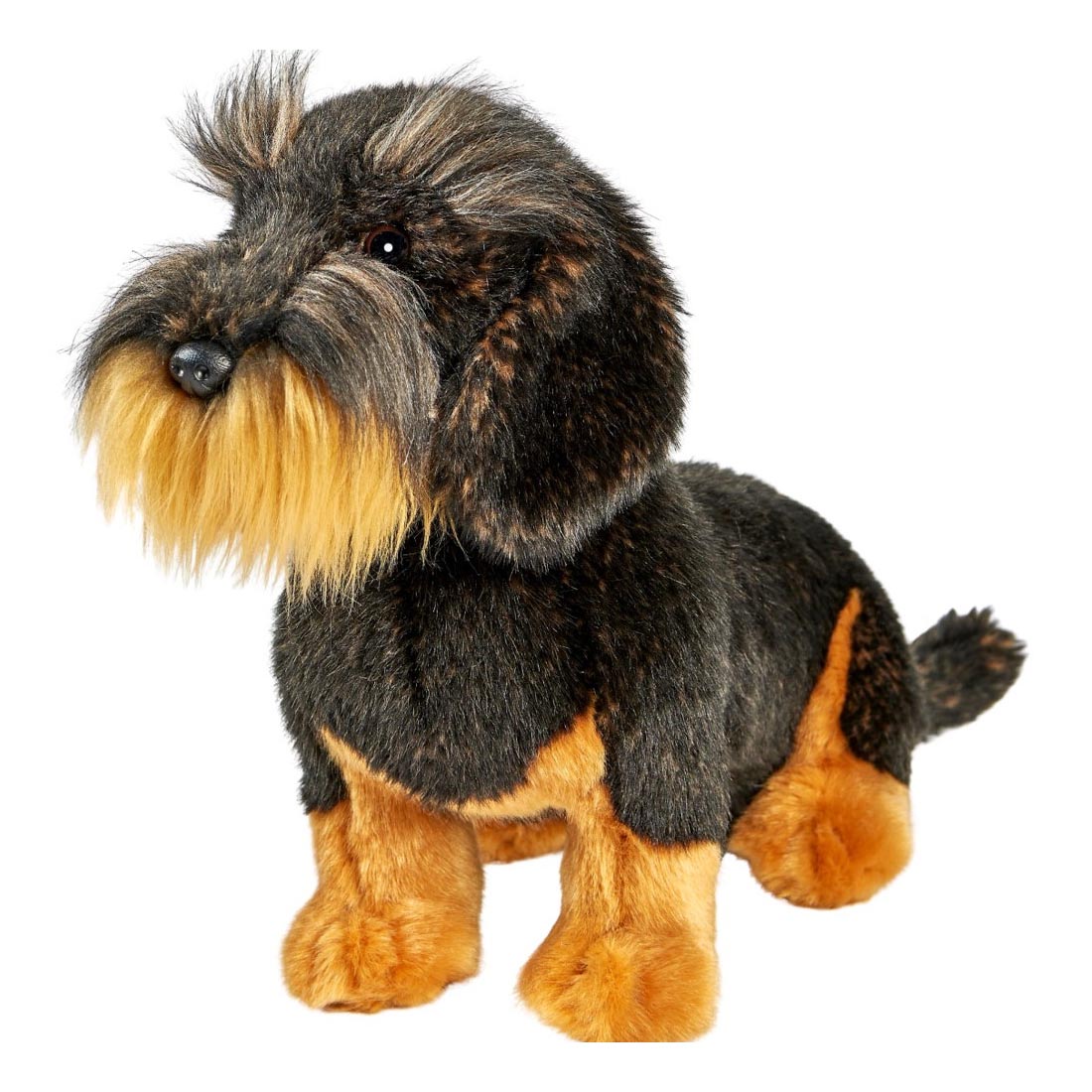 Wire-haired Dachshund by Anima with shaggy black-brown fur, blond beard and golden-brown legs