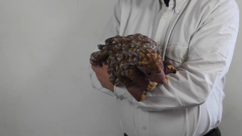 Folkmanis Handpuppe Pangolin Demo