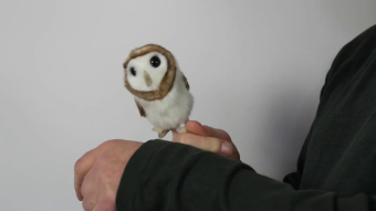 Folkmanis Fingerpuppe mini Schleiereule Demo
