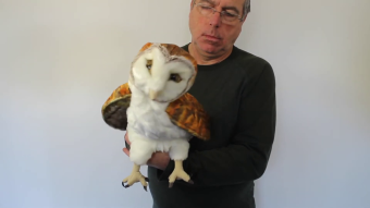 Folkmanis Barn Owl Hand Puppet Demo