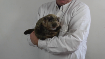 Folkmanis Groundhog Hand Puppet Demo