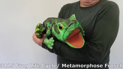 Folkmanis Handpuppe Metamorphose Frosch Demo