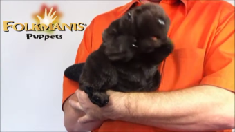 Folkmanis Handpuppe Biber Demo 2