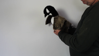 Folkmanis Canada Goose Hand Puppet Demo